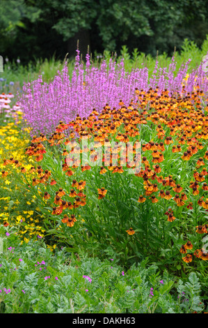 Sneezeweed (Helenium 'Flammenrad', Helenium Flammenrad), Sorte Flammenrad Stockfoto