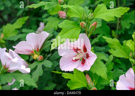 strauchige ALTHAIA, Rose von Sharon (Hibiscus Syriacus 'Hamabo', Hibiscus Syriacus Hamabo), Sorte Hamabo Stockfoto