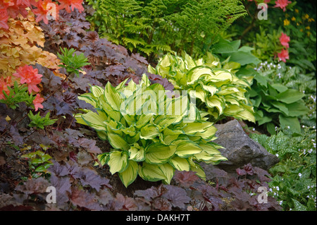 Hosta (Hosta 'Gold Standard', Hosta-Gold-Standard), Sorte Goldstandard mit Heuchera Palace Purple Stockfoto