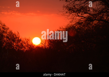 Ein Sandsturm filtert die Sonne bei Sonnenuntergang in der Sonora-Wüste, Tucson, Arizona, USA. Stockfoto