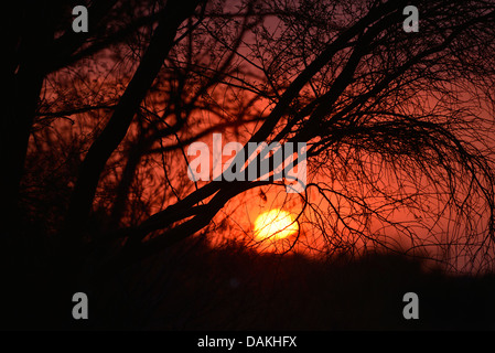 Ein Sandsturm filtert die Sonne bei Sonnenuntergang in der Sonora-Wüste, Tucson, Arizona, USA. Stockfoto