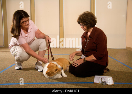 Ein Inspektor wertet das Verhalten eines Hundes als emotionale Therapie Tier für Kinder und Erwachsene. Stockfoto