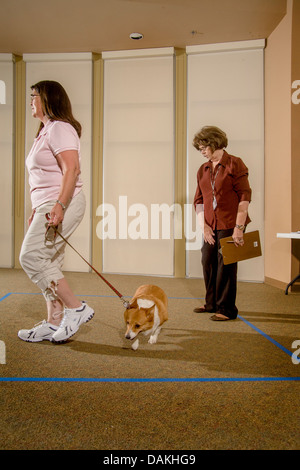 Ein Inspektor wertet das Verhalten eines Hundes als emotionale Therapie Tier für Kinder und Erwachsene. Stockfoto