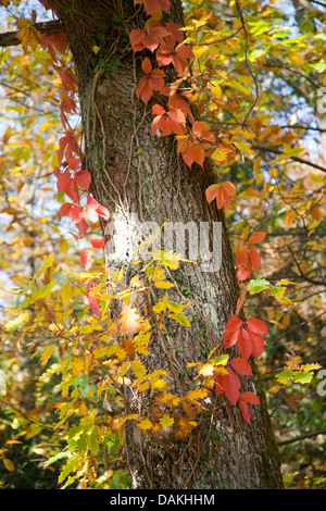 Wildem Wein, Woodbine (Parthenocissus spec.), ranken am Stamm des Baumes im Herbst, Deutschland Stockfoto