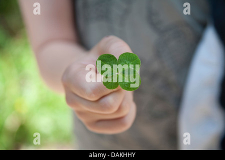 vierblättrigen Klee (Oxalis Tetraphylla, Oxalis Deppei) in der Hand, Deutschland Stockfoto