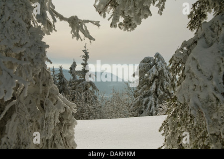 Hornisgrinde im Schnee, Deutschland, Baden-Württemberg, Schwarzwald Stockfoto