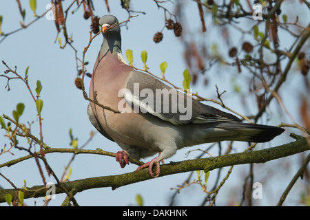 Ringeltaube (Columba Palumbus), sitzt auf einem Ast mit Verschachtelung Material im Schnabel, Deutschland Stockfoto