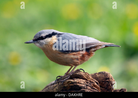 Eurasische Kleiber (Sitta Europaea), sitzen auf der Suche, Deutschland Stockfoto