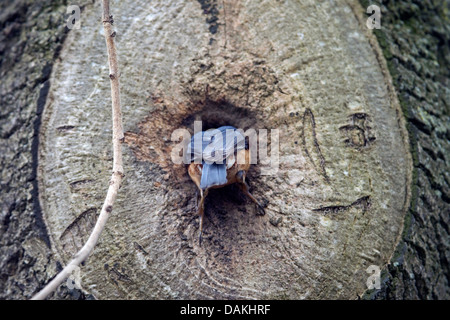 Eurasische Kleiber (Sitta Europaea), rutscht in das Nest Loch, Deutschland Stockfoto