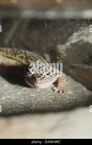 Leopardgecko auf Schiefer Fliesen im Vivarium Eublepharis macularius Stockfoto