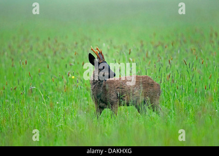 Reh (Capreolus Capreolus), Rehbock stehend hohes Gras, Deutschland Stockfoto