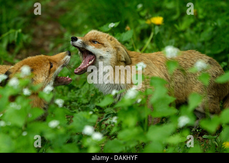 Rotfuchs (Vulpes Vulpes), zwei rote Füchse in bedrohlichen Haltung, in einer Waldlichtung, Deutschland Stockfoto