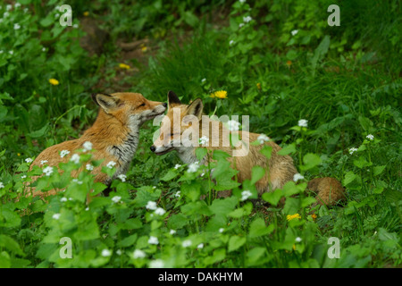 Rotfuchs (Vulpes Vulpes), zwei Füchse Nosing einander, Deutschland Stockfoto