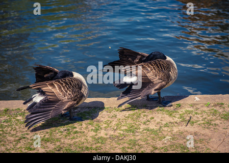 Zwei männliche Stockente Enten am Ufer des Flusses Avon in Stratford, Vereinigtes Königreich Stockfoto