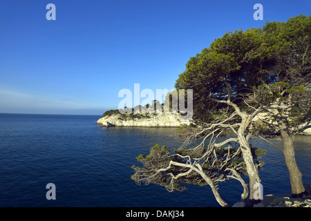 Aleppo-Kiefer (Pinus Halepensis), auf felsigen Küste, Frankreich, Calanques Nationalpark Stockfoto