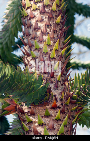 Chilenische Kiefer (Araucaria Araucana), Stamm Stockfoto