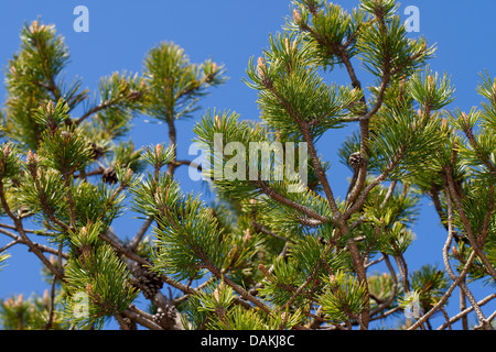 Latschenkiefer, Mugo Pine (Pinus Mugo), Zweige mit Konus, Deutschland Stockfoto