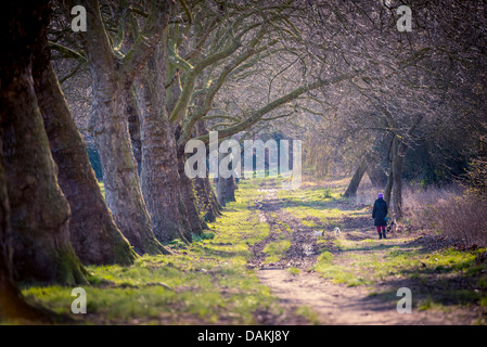 Eine Frau zu Fuß Hunde auf Primrose Hill, London Stockfoto