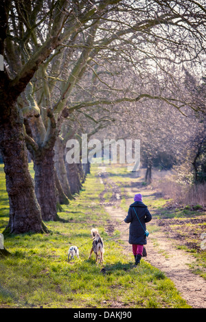 Eine Frau zu Fuß Hunde auf Primrose Hill, London Stockfoto