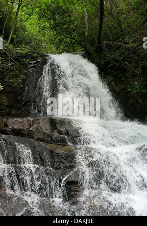 Lorbeer Zweig und 80 Fuß hohen Laurel fällt Great Smoky Mountains National Park Wasserfall Stockfoto