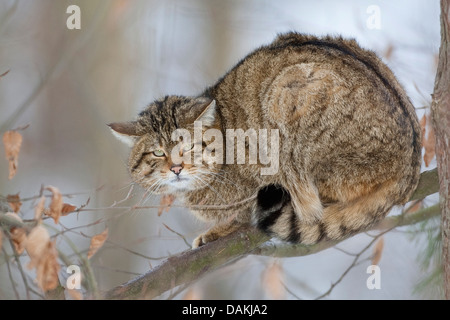 Europäische Wildkatze, Wald Wildkatze (Felis Silvestris Silvestris), sitzt auf einem Ast, Deutschland Stockfoto