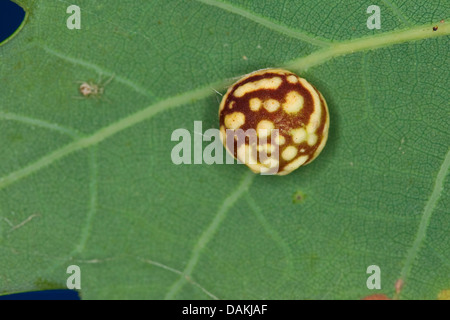 Gestreift-Pea Gall Verursacher (Cynips Longiventris, Diplolepis Longiventris), gall an der Unterseite ein Eichenblatt, Deutschland Stockfoto