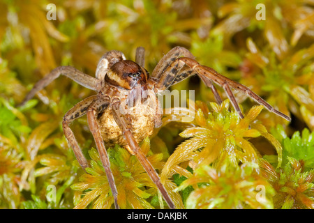 fimbriate Angeln Spider (Dolomedes Fimbriatus), Femalt mit Cocoon auf Moos, Deutschland Stockfoto