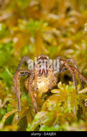 fimbriate Angeln Spider (Dolomedes Fimbriatus), Femalt mit Cocoon auf Moos, Deutschland Stockfoto