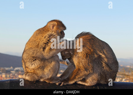 Barbary Affe, Berberaffe (Macaca Sylvanus), gegenüber saß und Entlausung einander, Gibraltar Stockfoto