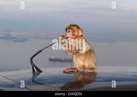 Barbary Affe, Berberaffe (Macaca Sylvanus), wenig Affe auf einem Autodach sitzen und spielen mit der Antenne, Gibraltar Stockfoto