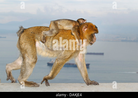 Barbary Affe, Berberaffe (Macaca Sylvanus), Weibchen tragen eine juvenile Pick-a-Back, Gibraltar Stockfoto