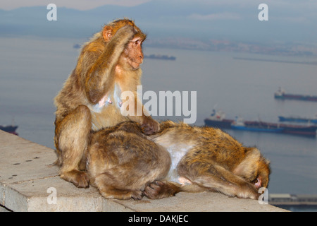 Barbary Affe, Berberaffe (Macaca Sylvanus), zusammen auf einer Mauer sitzend und Entlausung einander, Gibraltar Stockfoto