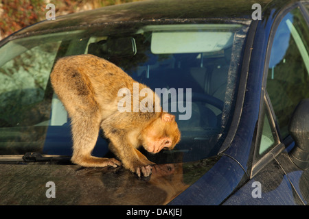 Barbary Affe, Berberaffe (Macaca Sylvanus), auf ein Auto sitzen und suchen Nahrung, Gibraltar Stockfoto