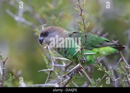 Braunkopfpapagei (Poicephalus Cryptoxanthus), sitzt auf einem stacheligen Zweig, Südafrika, Krüger Nationalpark Stockfoto