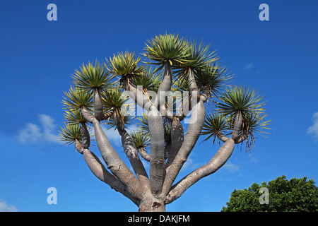 Reißen Sie, Drachenblut, Draegon Baum, Kanarischen Drachenbaum (Dracaena Draco), Drago gegen blauen Himmel, Kanarische Inseln, La Palma, Puerto Naos Stockfoto