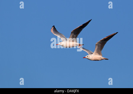 schlank-billed Gull (Larus Genei), Möwen zwei fliegen zusammen in den Himmel, Spanien, Sanlucar de Barrameda Stockfoto