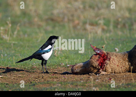 Schwarz-billed Elster (Pica Pica), stehend auf einem toten Schaf, Spanien, Extremadura Stockfoto