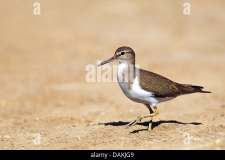 Flussuferläufer (Tringa Hypoleucos, Actitis Hypoleucos), Wandern, Spanien, Sanlucar de Barrameda Stockfoto