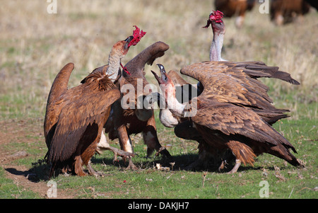 Gänsegeier (abgeschottet Fulvus), junge Gänsegeier Fütterung und Futterneid, Spanien, Extremadura Stockfoto