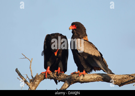 Bateleur, Bateleur Adler (Terathopius Ecaudatus), paar auf einem Ast, Südafrika, Mkuzi Game Reserve Stockfoto