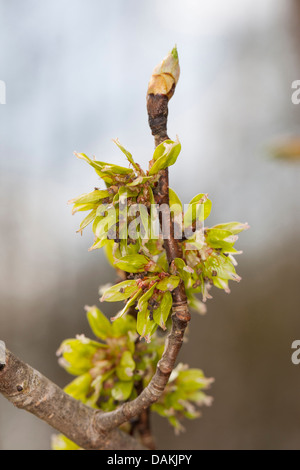 Scotch Elm, Wych Ulme (Ulmus Glabra, Ulmus Scabra), blühenden Zweig, Deutschland Stockfoto