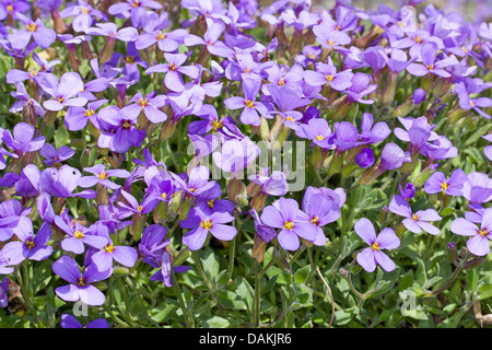 lila Rock Kresse (Aubrieta Deltoidea), blühen Stockfoto