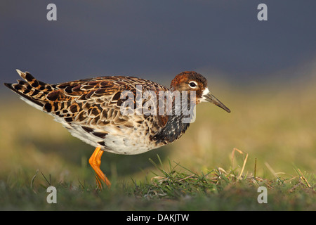 Kampfläufer (Philomachus Pugnax), auf den Feed, Niederlande, Friesland Stockfoto