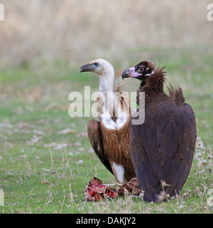 Cinereous Vulture (Aegypius Monachus), mit juveniler Gänsegeier am Kadaver, Spanien, Extremadura Stockfoto