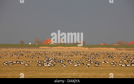 Weißwangengans (Branta Leucopsis), Schwarm Gänse auf den Feed auf einer Wiese, Niederlande, Friesland Stockfoto