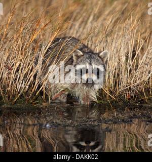 gemeinsamen Waschbär (Procyon Lotor), am Ufer, USA, Florida, Merritt Island stehen Stockfoto