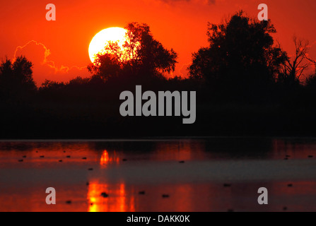 Naturschutzgebiet Oostvaardersplassen im Sonnenuntergang, Flevoland, Oostvaardersplassen, Almere, Niederlande Stockfoto