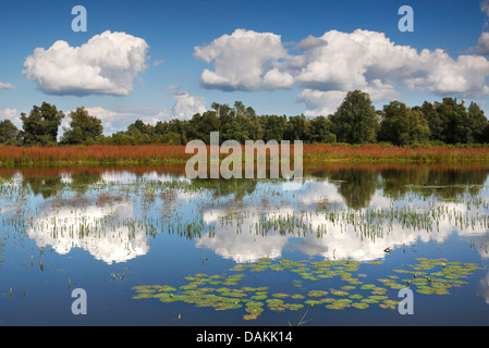 Wolken in einem See von De Gelderse Poort Natur Spiegelung reservieren, Niederlande, Gelderland, De Gelderse Poort, Millingerwaard Stockfoto