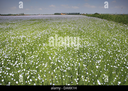 gemeinsame Flachs (Linum Usitatissimum), Flachs Field, Niederlande, Gelderland Stockfoto