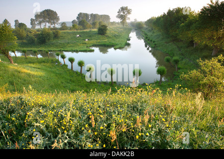 Weide, Korbweide (Salix spec.), beschnitten, Weiden und Vieh an einem Kanal, Belgien Stockfoto